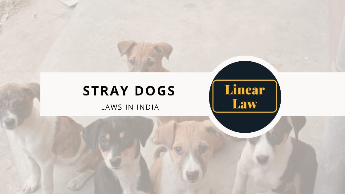 Animal rights laws for stray dogs